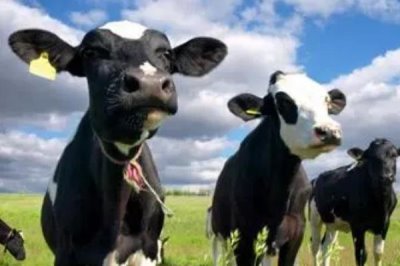 让奶牛同期发情的方式,以下三种方法任选