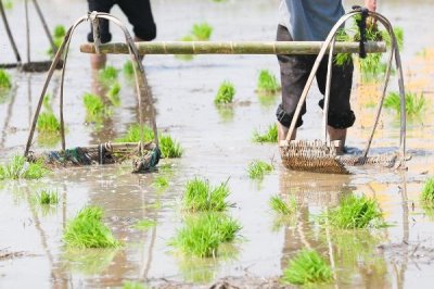 谷雨节气的来源,天上降雨谷物才能生长、因此称为谷雨