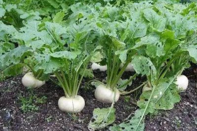 萝卜根结线虫的为害症状，主要为害根系