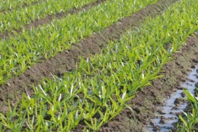 油麦菜的种植时间,一年四季可大棚种植