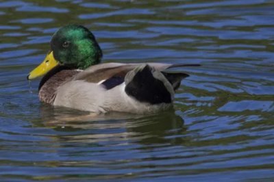 养殖绿头鸭的前景，现今市场需求大前景广阔