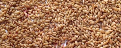 怎么种植柏子仁,需垄地开沟再播种