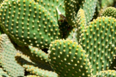 仙人掌有什么花语,坚强、温暖、刚毅的爱情均是它的花语