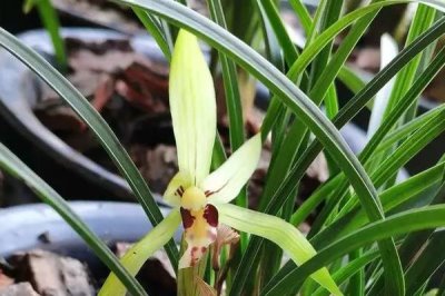 家庭兰花的养殖方法，只能使用复合化肥稀释后浇灌