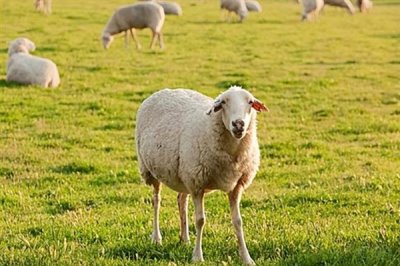 怎样养羊才能长得快,首先要选择生长速度较快的羊品种