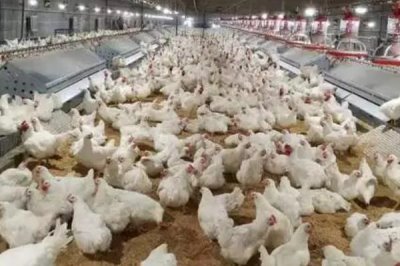 养鸡场经常发病的原因，消毒和防疫工作不到位是重要因素