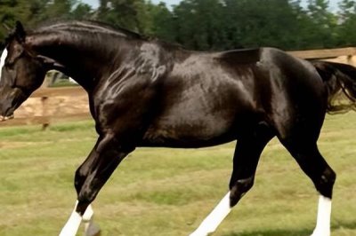 半血马和纯血马有什么区别,半血马的繁殖能力强、纯血马的繁殖能力差