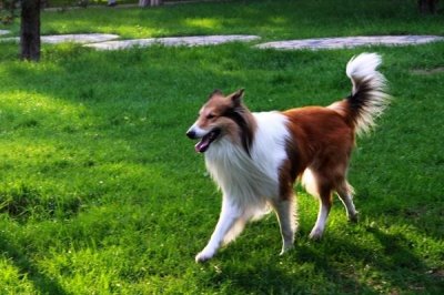 宠物狗有哪些常见的皮肤病，有真菌性皮肤病、螨虫类皮肤病等