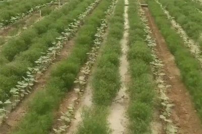 孜然怎么种，通常在三月底到四月初播种