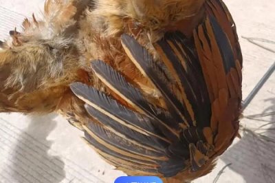 散养土鸡成本,饲养一只土鸡纯利在10元-20元