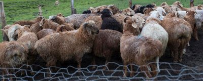 羊要多久出栏,品种、用途等均会影响其出栏时间