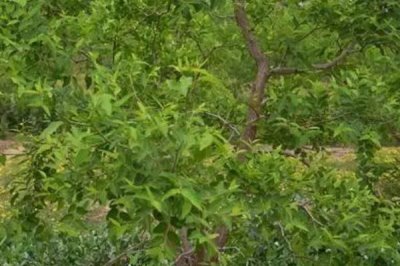 我国主要蜜源植物分布及花期,油菜分布最广