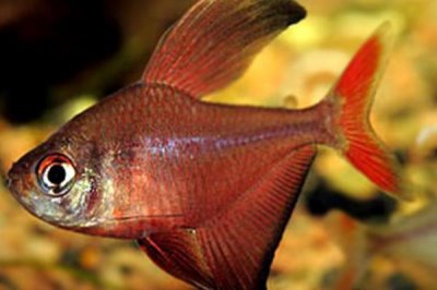 粉红旗鱼好不好养,饲养难度一般