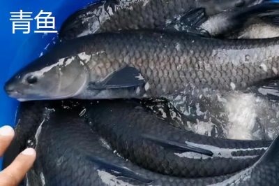 青鱼和草鱼的区别,科属、形态和栖息环境均不同