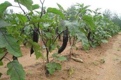 茄子施肥的注意事项，施氮肥注意以少许多施为原则