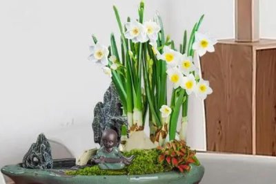 水仙花能不能在室内养，可以在室内养但不要触碰鳞茎