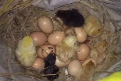 孵小鸡21天了还没破壳怎么办,建议适当提高鸡舍内的湿度