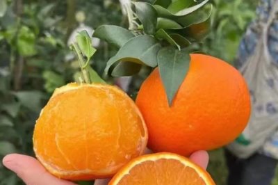 柑橘的主产地,主产于浙江、四川、湖南等省份