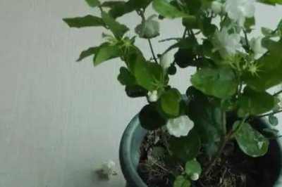 茉莉花花谢后该如何修剪，一定要及时将病虫枝剪除