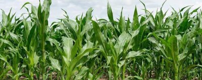 中邦6号玉米品种简介,中抗茎腐病(20.4%MR)