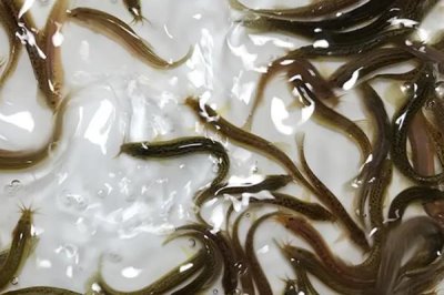 室内水产养殖项目,好养又赚钱