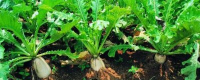 萝卜种植多久可以收获，根据种植季节决定