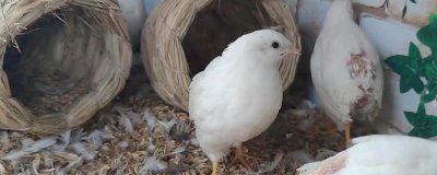 芦丁鸡在室内养有没有细菌,有细菌所以要定期通风换气