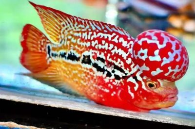 罗汉鱼起头的原因,是因为它们有起头的基因