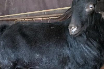 受孕黑山羊的管理技术,秋冬季一定要保证棚舍的温度和光照