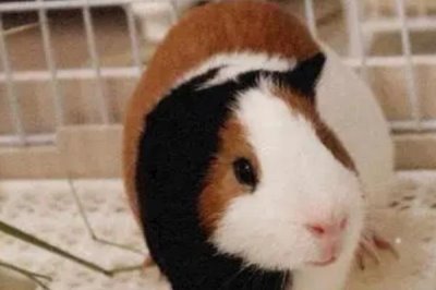 荷兰猪是什么动物,是啮齿动物