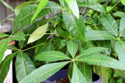 摆放发财树的禁忌，不可放在横梁下、茶几旁、卫生间等地方