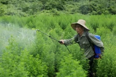 中药材使用什么除草剂,通常以苗后除草剂为主