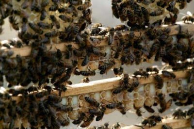 怎么防止蜂王逃跑，每群只有一只蜂王