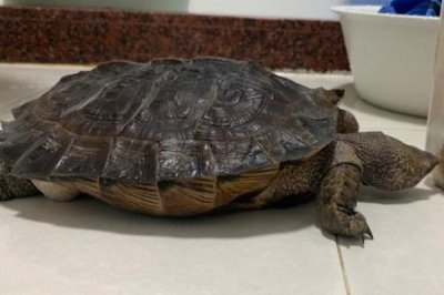 用什么钓甲鱼好,最合适的饵料都是肉类