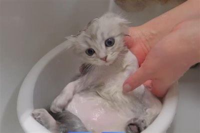 给猫咪喂食猫草片的作用,可帮助猫咪将体内堆积的毛球