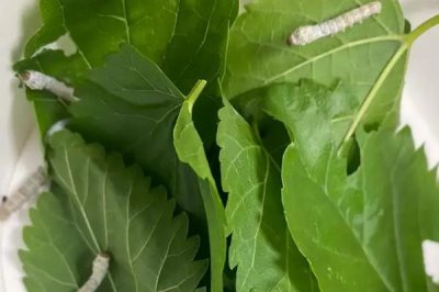 养蚕的注意事项,一定要选择新鲜的桑叶