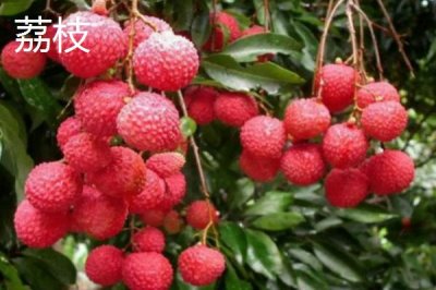 荔枝和释迦有何区别，科属、形态和产地都不同