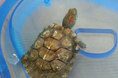 龟甲是乌龟的壳吗,是龟科动物乌龟的背甲及腹甲