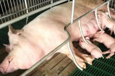 哺乳母猪的摄食量为什么比较少,原因包括温度不适、便秘、产后感染