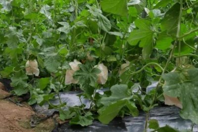 大棚甜瓜坐果后怎么管理,需做好昼夜温差控制、追肥留果等工作