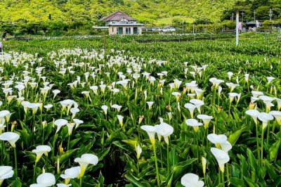 海芋怎么繁殖，常用方法为扦插