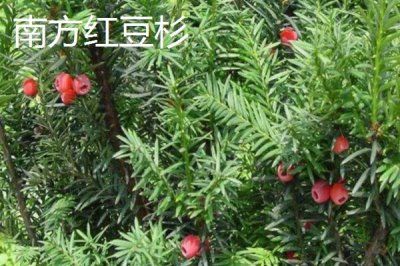 红豆杉的品种,包括东北红豆杉、云南红豆杉、西藏红豆杉等种类