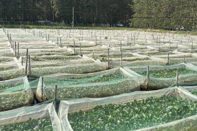 水蛭的产地在哪，主要产自山东的微山湖