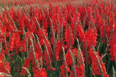 剑兰如何养殖以及要注意什么,适当增温可缩短栽培周期