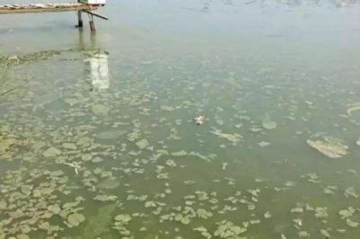 鱼塘倒藻的原因及防治办法，气温变化、人为管理都会导致
