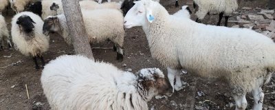 羊胃积食如何治疗,可以给病羊进行1-3天的禁食