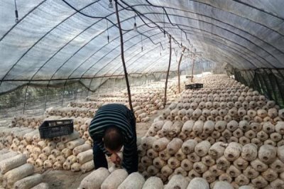 种植金针菇的前景,市场需求大前景可观