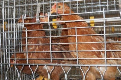 蛋鸡有哪些好品种，主要有粉壳蛋鸡、白壳蛋鸡、褐壳蛋鸡等种类