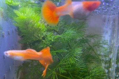 孔雀鱼上下急游的原因,可能是得了白点病、水霉病等