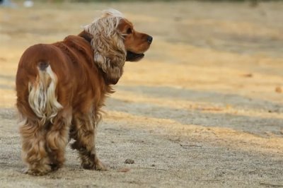 可卡的价格,市场上的常见品种一只需要800-2000元左右